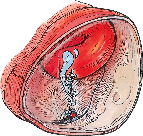 Иллюстрация к книге — Тайны анатомии [i_042.jpg]