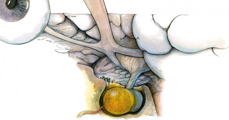 Иллюстрация к книге — Тайны анатомии [i_058.jpg]