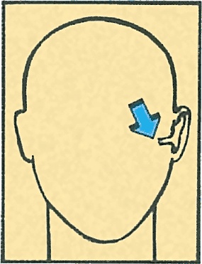 Иллюстрация к книге — Тайны анатомии [i_062.jpg]