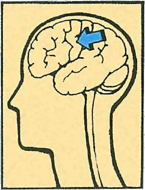 Иллюстрация к книге — Тайны анатомии [i_064.jpg]