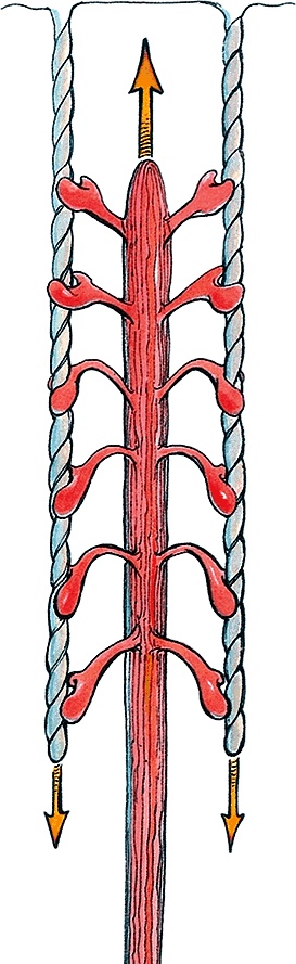 Иллюстрация к книге — Тайны анатомии [i_069.jpg]