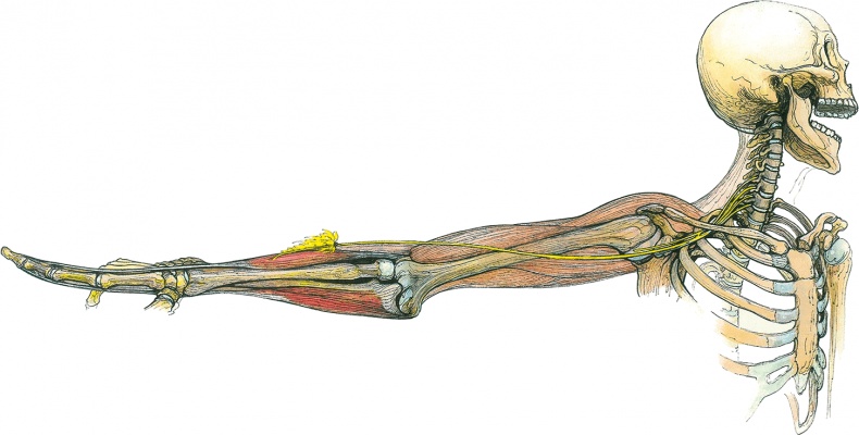 Иллюстрация к книге — Тайны анатомии [i_071.jpg]