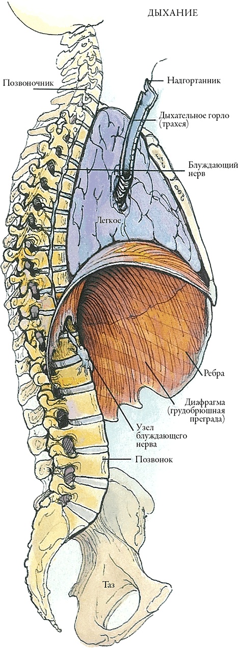 Иллюстрация к книге — Тайны анатомии [i_074.jpg]