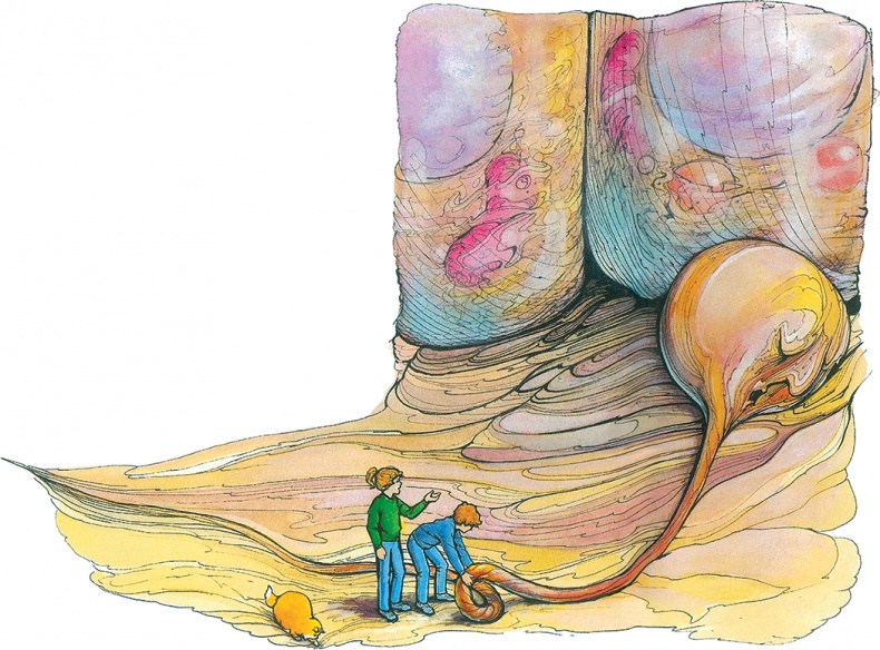 Иллюстрация к книге — Тайны анатомии [i_077.jpg]