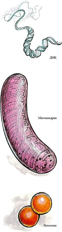 Иллюстрация к книге — Тайны анатомии [i_081.jpg]