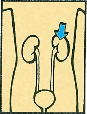 Иллюстрация к книге — Тайны анатомии [i_090.jpg]