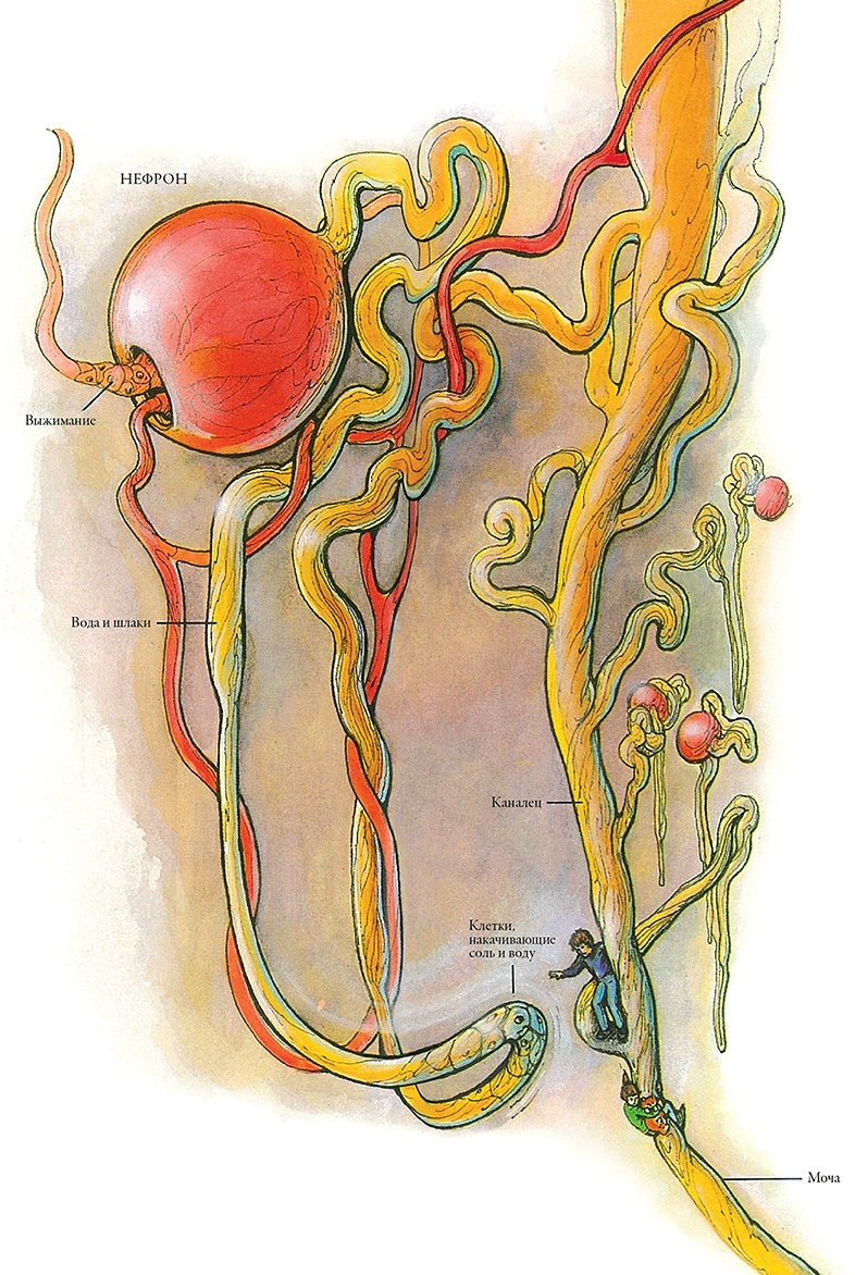 Иллюстрация к книге — Тайны анатомии [i_091.jpg]