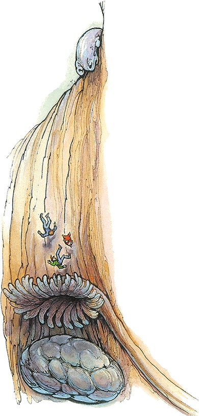 Иллюстрация к книге — Тайны анатомии [i_094.jpg]