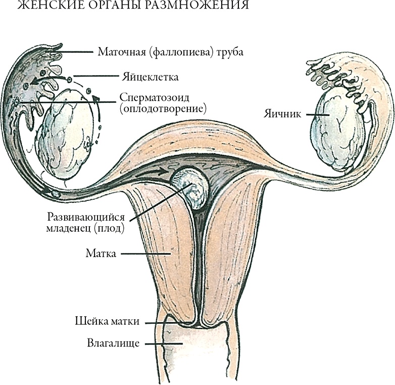 Иллюстрация к книге — Тайны анатомии [i_102.jpg]