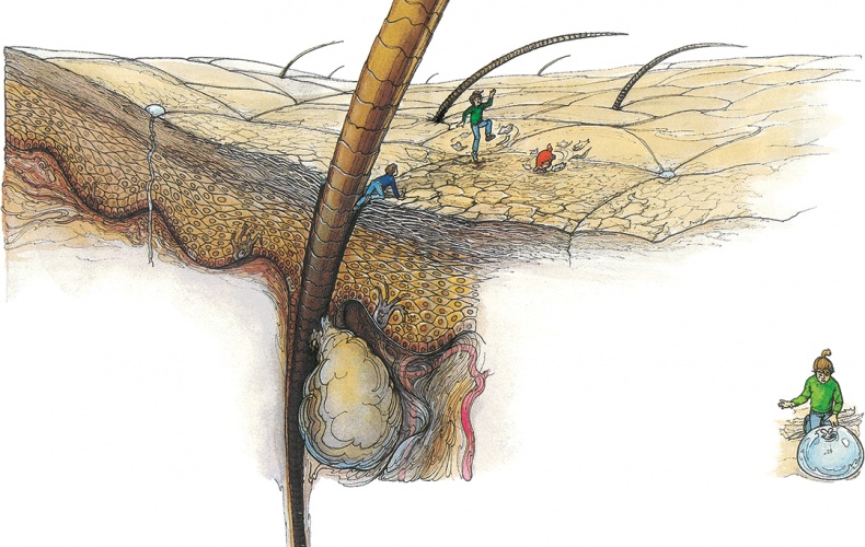 Иллюстрация к книге — Тайны анатомии [i_109.jpg]