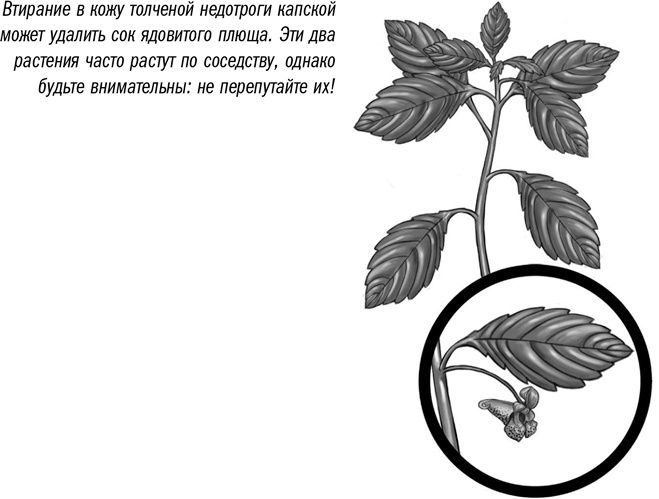 Иллюстрация к книге — Первая помощь своими руками. Если скорая не спешит [i_016.jpg]