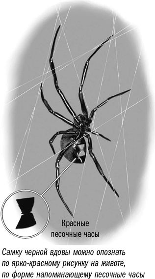 Иллюстрация к книге — Первая помощь своими руками. Если скорая не спешит [i_045.jpg]