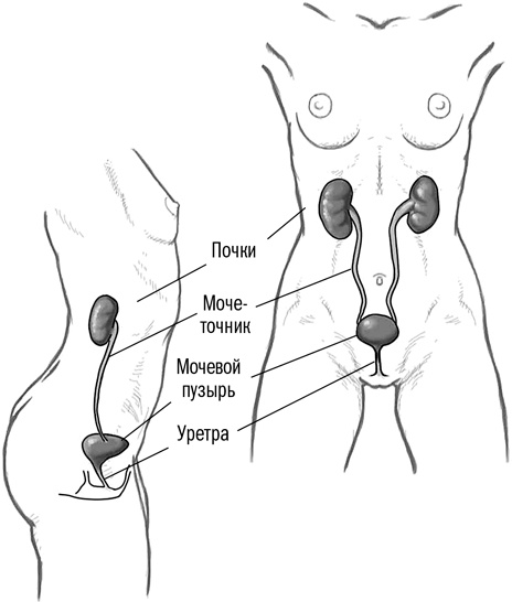 Иллюстрация к книге — Первая помощь своими руками. Если скорая не спешит [i_078.jpg]