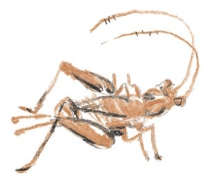 Иллюстрация к книге — Когда я был маленьким, у нас была война [i_021.jpg]