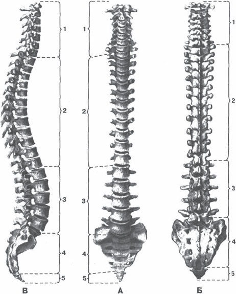 Иллюстрация к книге — Чань-Ми-Гун Цигун [_24.jpg]