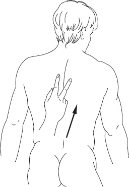 Иллюстрация к книге — Справочник по лечебному массажу и самомассажу. От диагноза к лечению [_16.jpg]