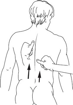 Иллюстрация к книге — Справочник по лечебному массажу и самомассажу. От диагноза к лечению [_17.jpg]