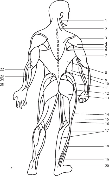 Иллюстрация к книге — Справочник по лечебному массажу и самомассажу. От диагноза к лечению [_21.jpg]