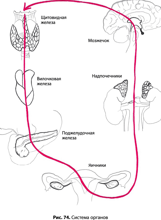 Иллюстрация к книге — Тайное знание не для всех. Секреты целителя [_0525.jpg]