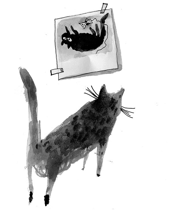 Иллюстрация к книге — Дневник кота-убийцы. Все истории (сборник) [i_030.jpg]