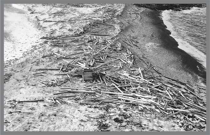 Иллюстрация к книге — Александр Кучин. Русский у Амундсена [i_091.jpg]