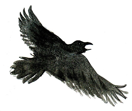 Иллюстрация к книге — Мой папа - птиц [i_023.jpg]