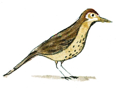 Иллюстрация к книге — Мой папа - птиц [i_025.jpg]