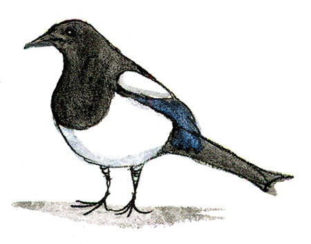 Иллюстрация к книге — Мой папа - птиц [i_026.jpg]