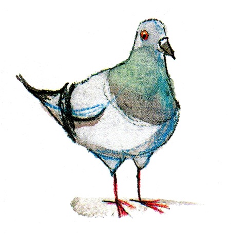 Иллюстрация к книге — Мой папа - птиц [i_027.jpg]