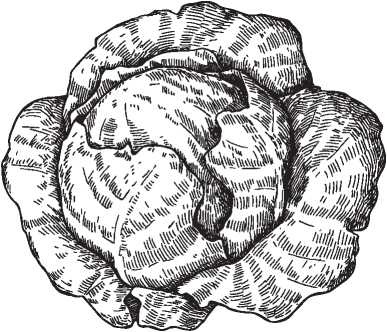 Иллюстрация к книге — Рецепты для здоровья и долголетия от Ольги Мясниковой [i_170.jpg]