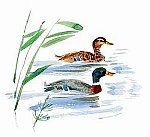 Иллюстрация к книге — Сибирский валенок [i_053.jpg]