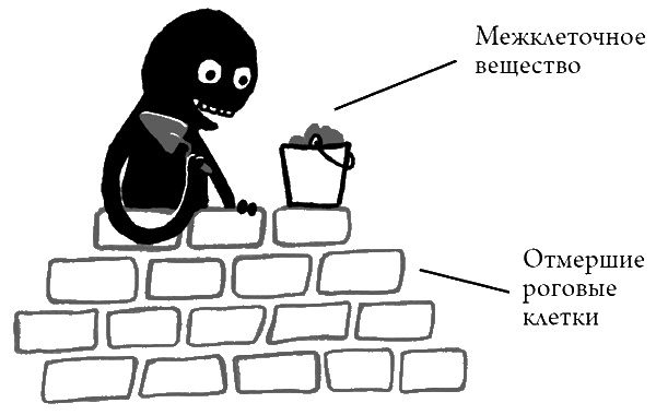 Иллюстрация к книге — Что скрывает кожа. 2 квадратных метра, которые диктуют, как нам жить [i_005.jpg]