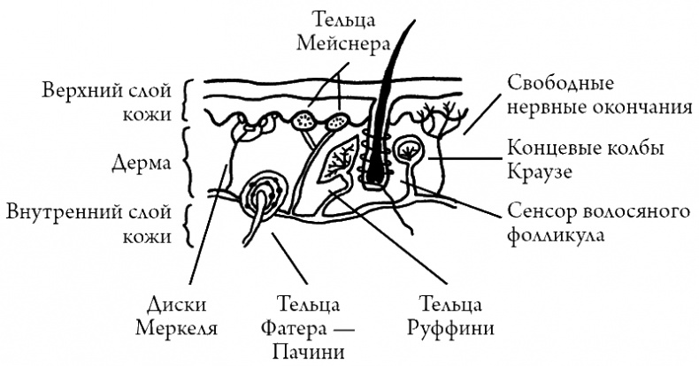 Иллюстрация к книге — Что скрывает кожа. 2 квадратных метра, которые диктуют, как нам жить [i_008.jpg]