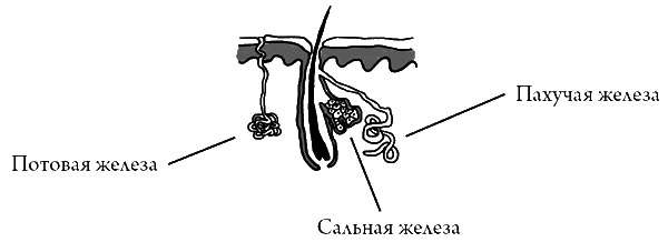 Иллюстрация к книге — Что скрывает кожа. 2 квадратных метра, которые диктуют, как нам жить [i_009.jpg]