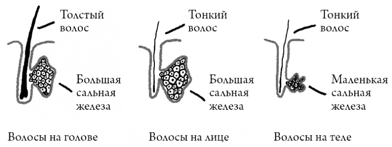 Иллюстрация к книге — Что скрывает кожа. 2 квадратных метра, которые диктуют, как нам жить [i_010.jpg]