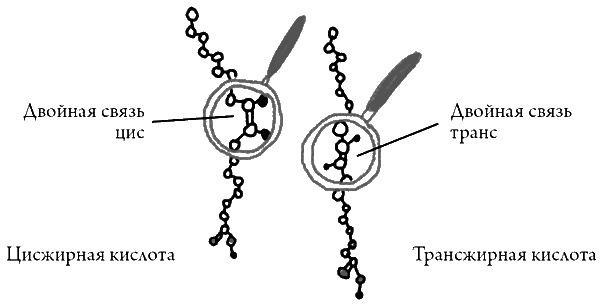 Иллюстрация к книге — Что скрывает кожа. 2 квадратных метра, которые диктуют, как нам жить [i_027.jpg]