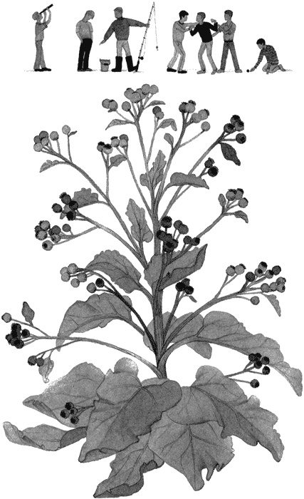 Иллюстрация к книге — Цветущий репейник [img02.jpg]