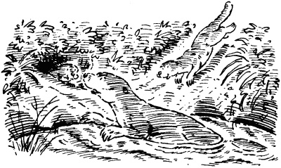 Иллюстрация к книге — Собачье счастье [i_008.jpg]