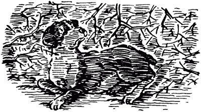 Иллюстрация к книге — Собачье счастье [i_009.jpg]