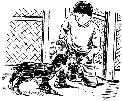 Иллюстрация к книге — Собачье счастье [i_010.jpg]