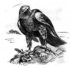 Иллюстрация к книге — Образование Маленького Дерева [i_004.jpg]