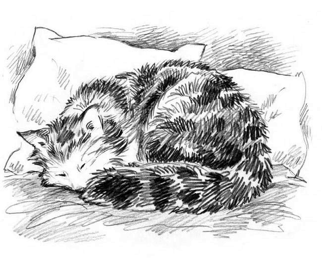 Иллюстрация к книге — О пушистых кошечках [i_021.jpg]