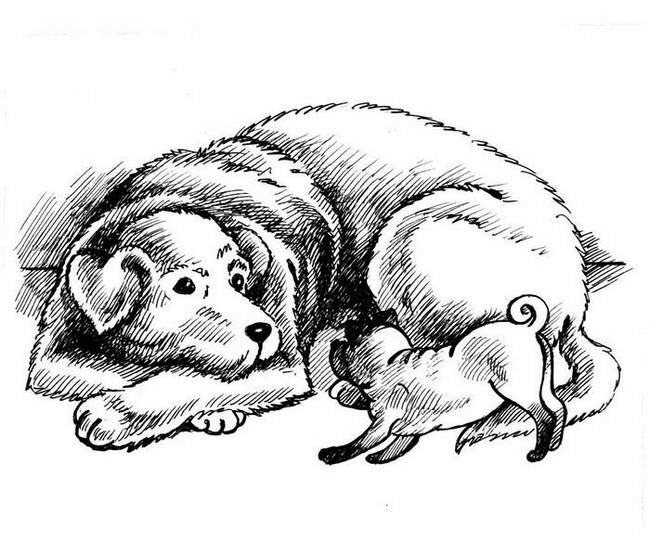 Иллюстрация к книге — О весёлых собачках (сборник) [i_002.jpg]