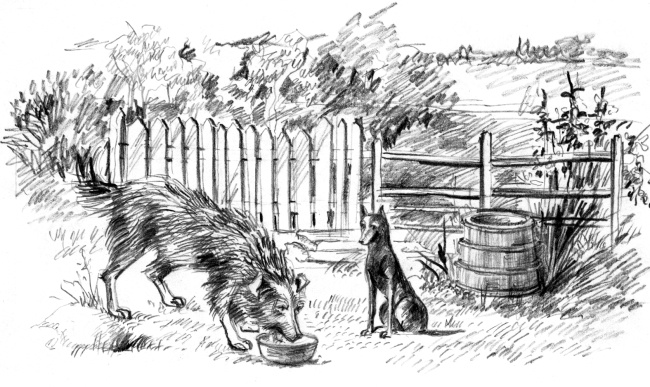 Иллюстрация к книге — Белый пудель [i_011.jpg]