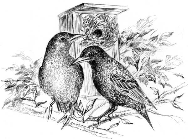 Иллюстрация к книге — Белый пудель [i_018.jpg]