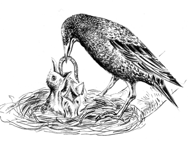 Иллюстрация к книге — Белый пудель [i_019.jpg]