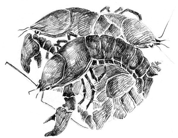 Иллюстрация к книге — Белый пудель [i_025.jpg]