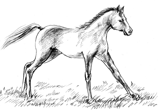 Иллюстрация к книге — Белый пудель [i_037.jpg]