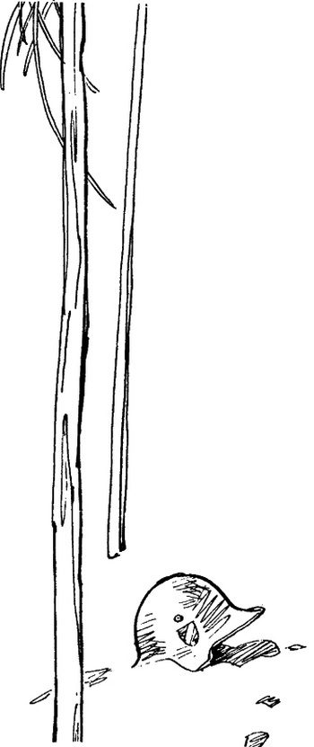 Иллюстрация к книге — Партизанка Лара [i_004.jpg]