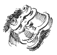 Иллюстрация к книге — Мандариновые острова [i_013.jpg]